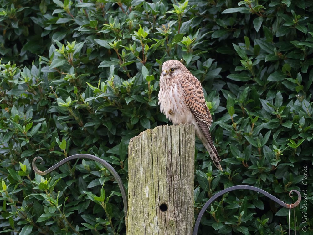  Eurasian Kestrel on Feeding Station 