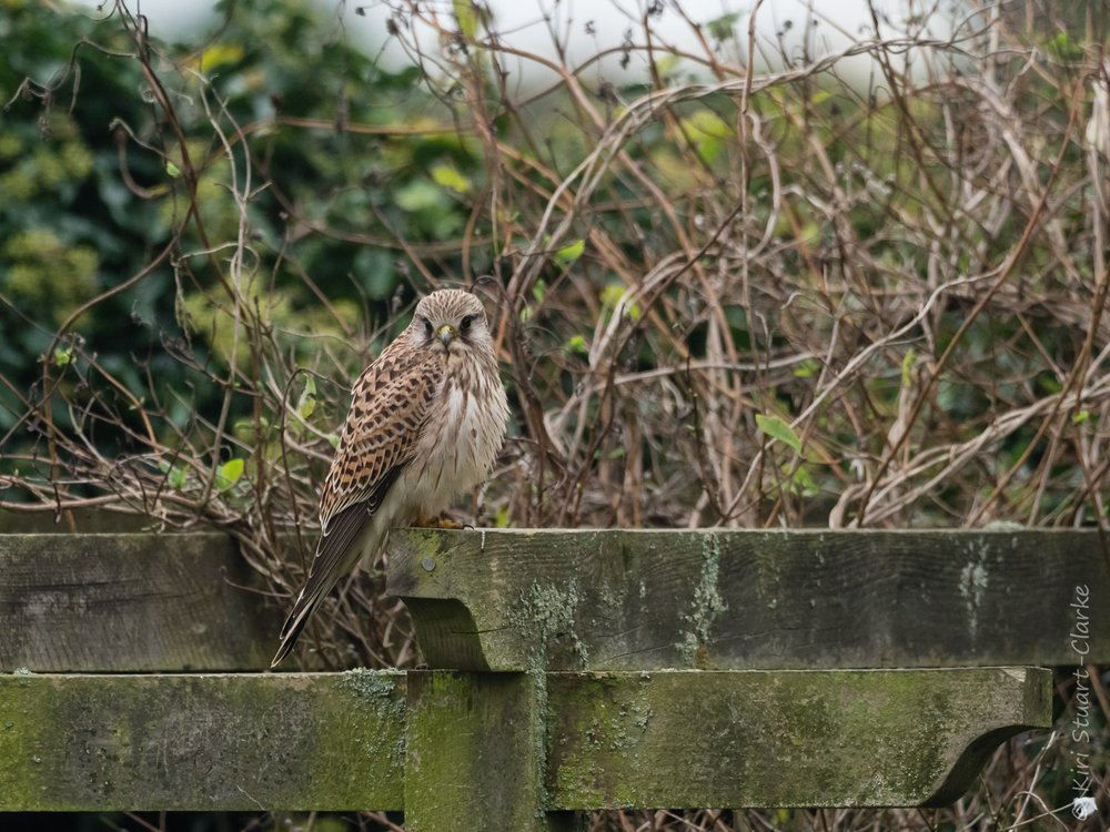  Eurasian Kestrel on Pergola 