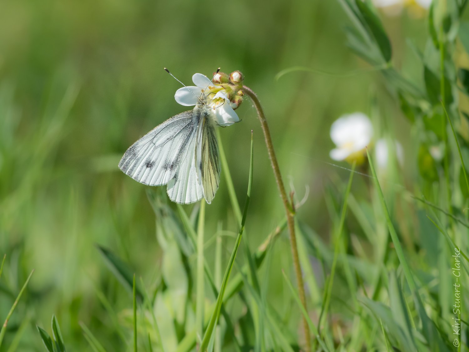 Which White? - A Photographic Identification Guide to White Butterflies —  Kiri