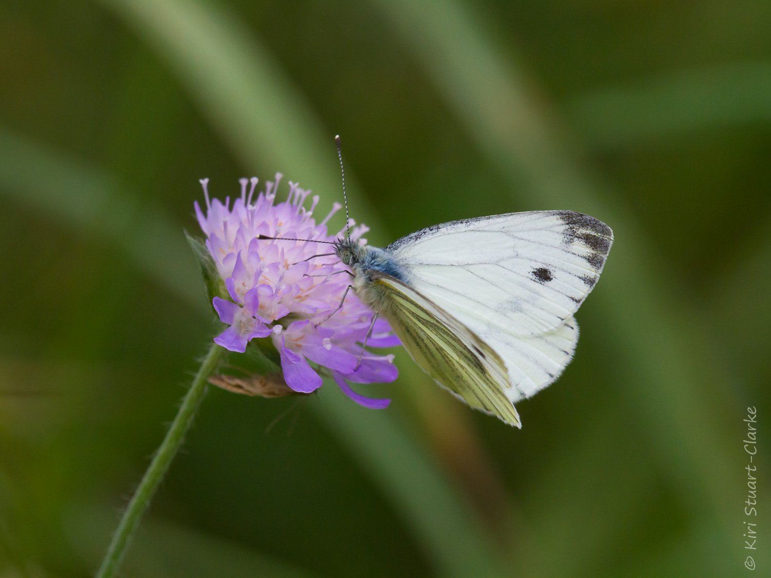 White Butterflies, species, facts, comparisons and photographs