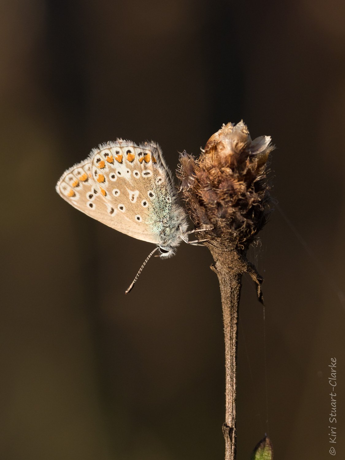  Common Blue butterfly roosting on seedhead portrait 2 