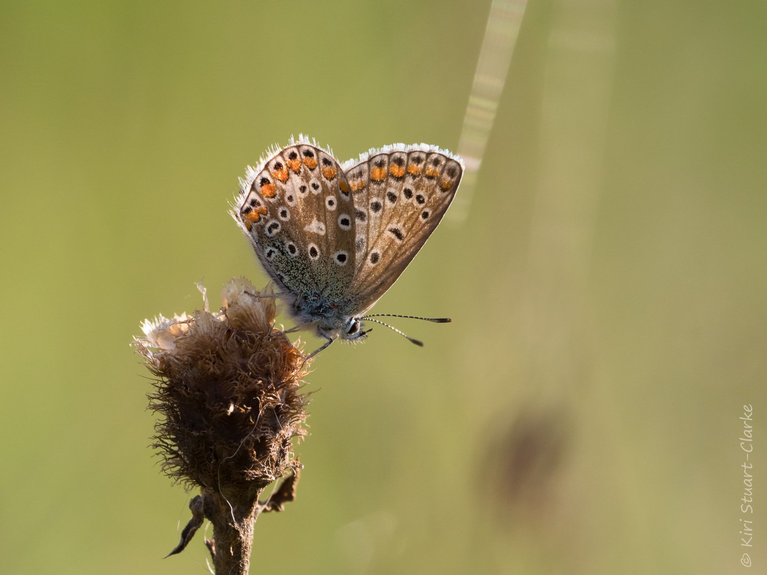  Common Blue female backlit on seedhead with spidersweb landscape 