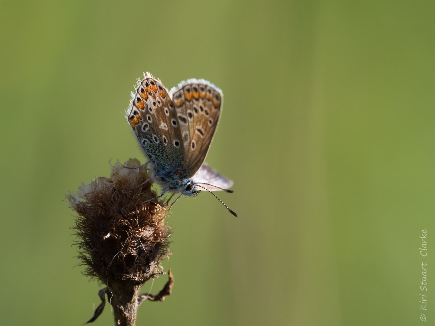  Common Blue female on seedhead with wings open 