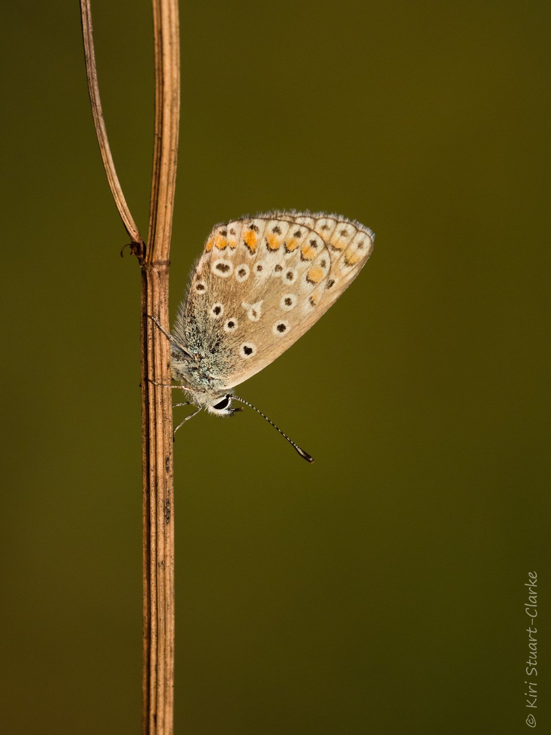  Common Blue female roosting on Knapweed stem 