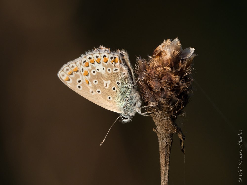  Common Blue female roosting on large Knapweed seedhead landscape crop 