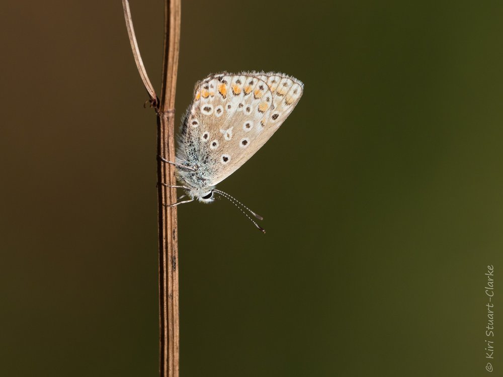  Common Blue female roosting on plant stalk landscape crop 