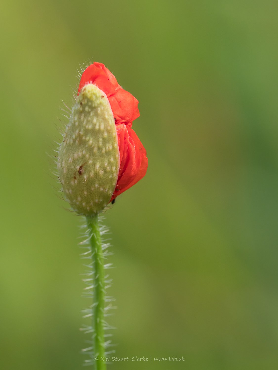  Red Poppy Flower bud f8 