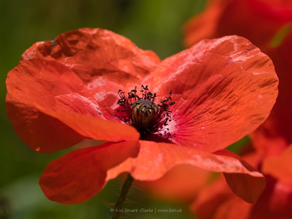 Red Common Poppy-6160050.jpg