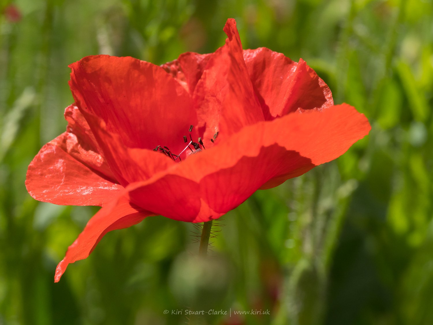 Red Common Poppy-6160044.jpg