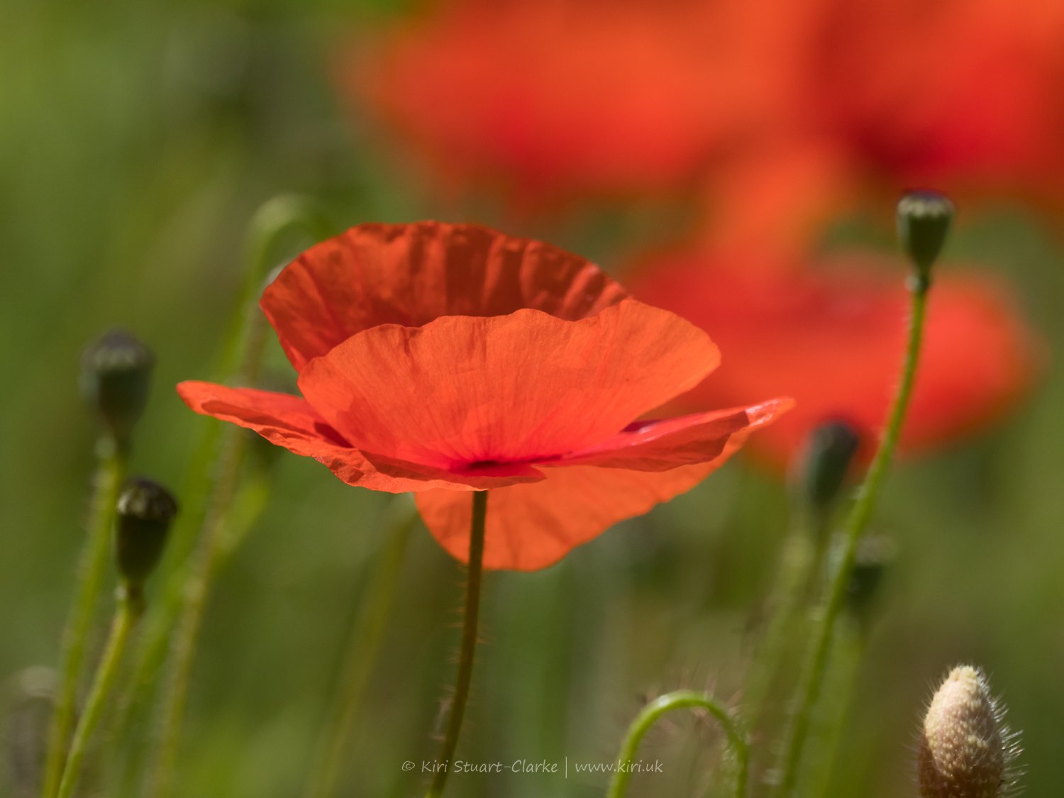 Red Common Poppy-6160045.jpg