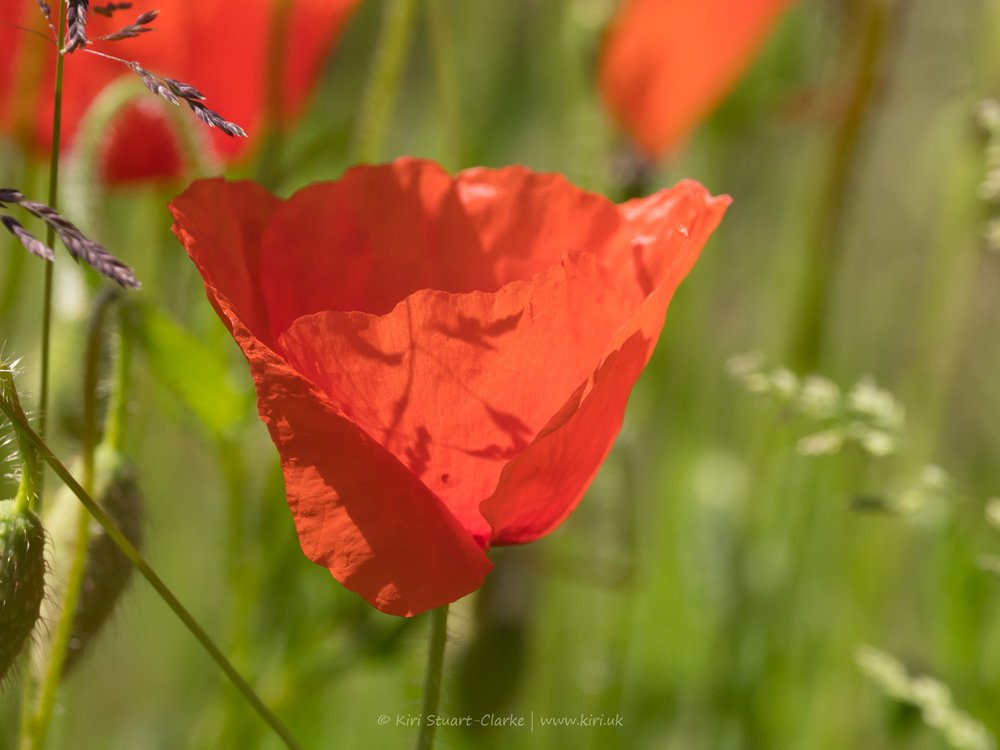Red Common Poppy-6160042.jpg