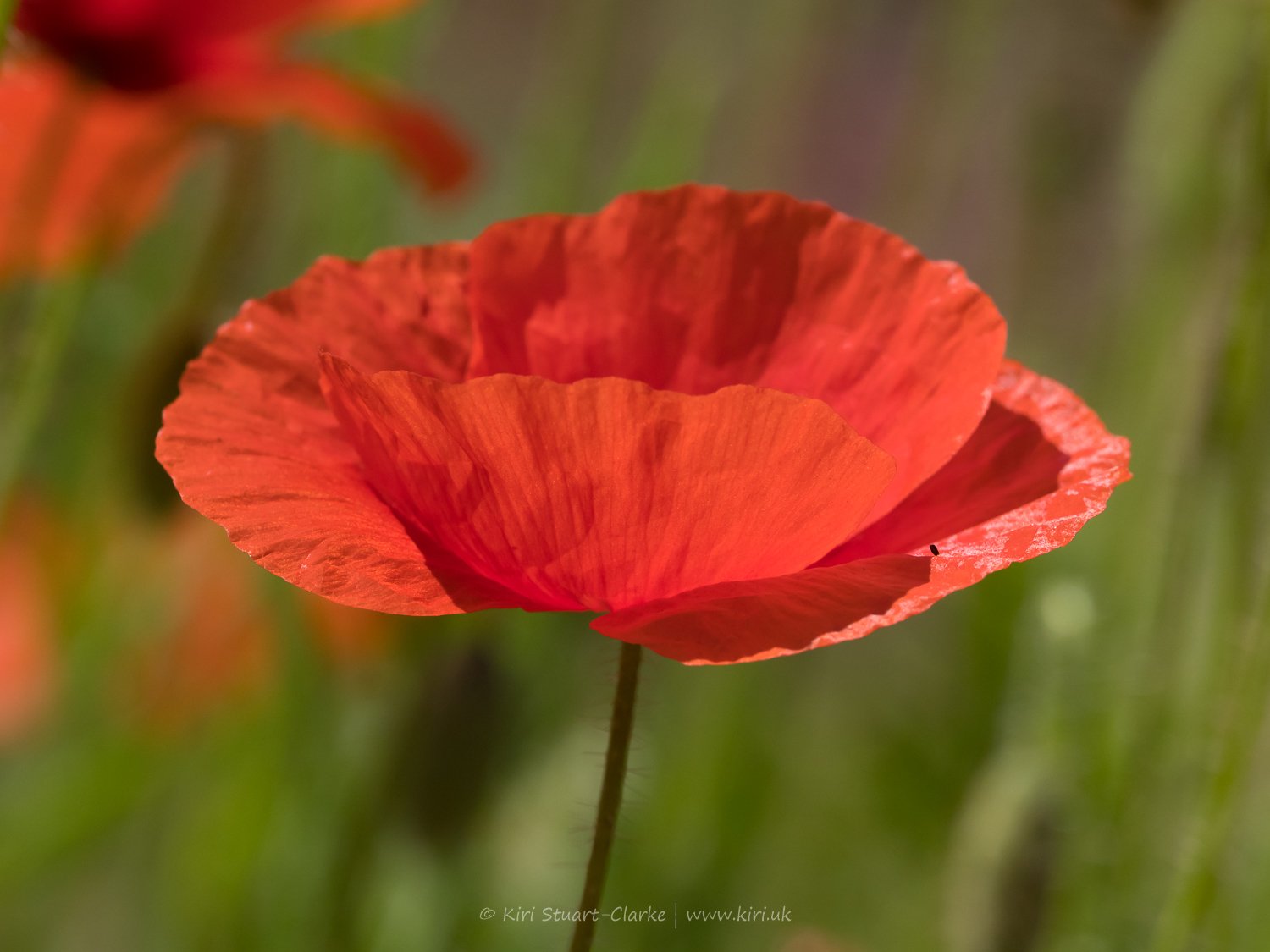 Red Common Poppy-6160037.jpg