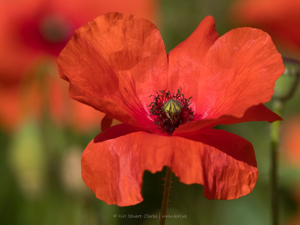 Red Common Poppy-6160034.jpg