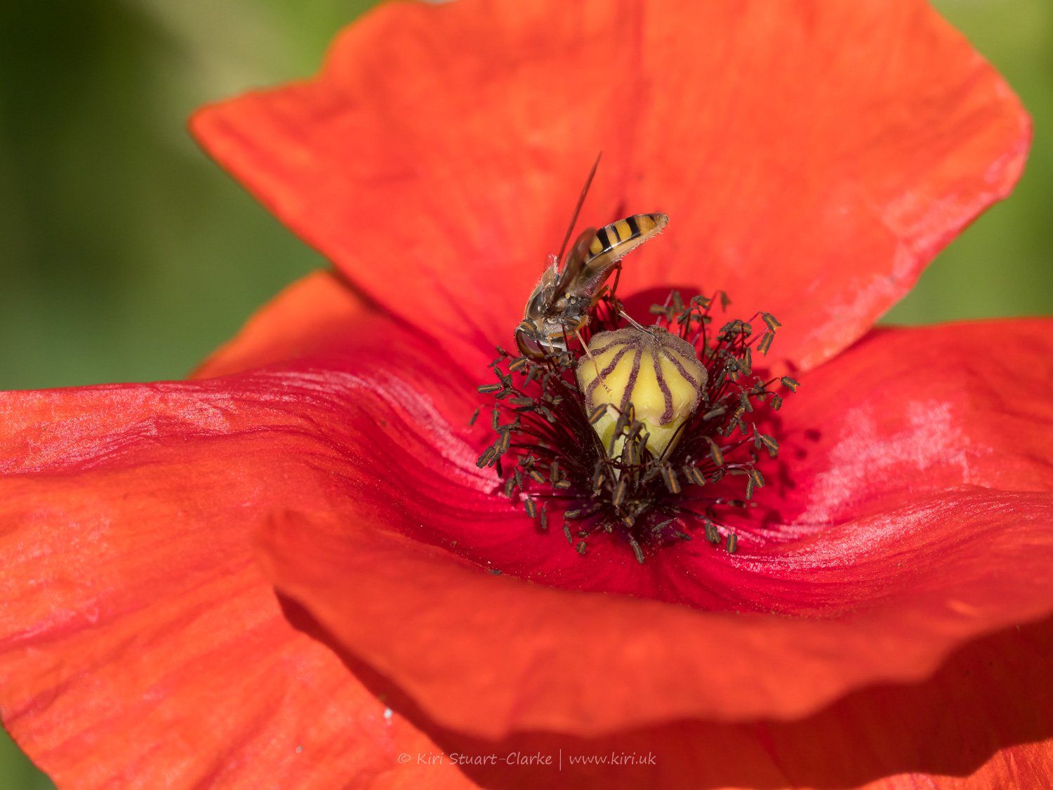 Hoverfly on Poppy-6160026.jpg