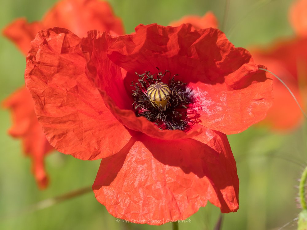 Red Common Poppy-6160023.jpg