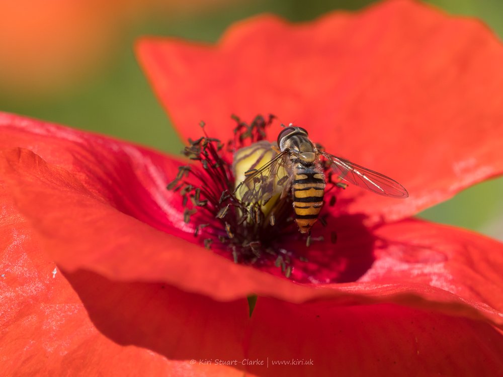 Hoverfly on Poppy-6160021.jpg