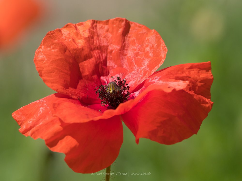 Red Common Poppy-6160017.jpg