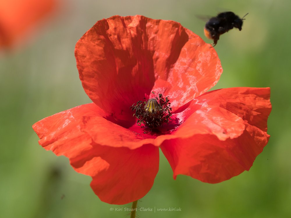 Red Common Poppy and Bumblebee-6160015.jpg