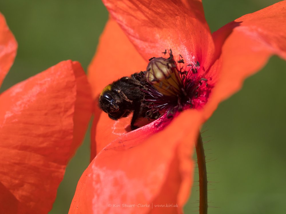 Red Common Poppy and Bumblebee-6160006.jpg