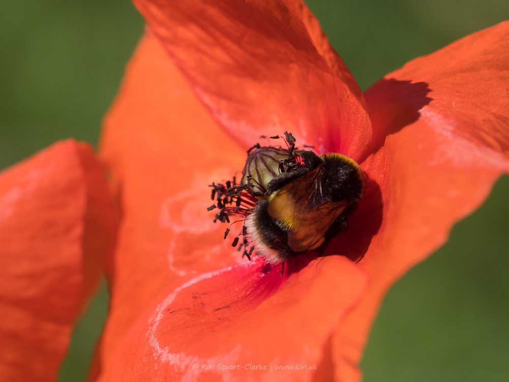Red Common Poppy and Bumblebee-6160002.jpg