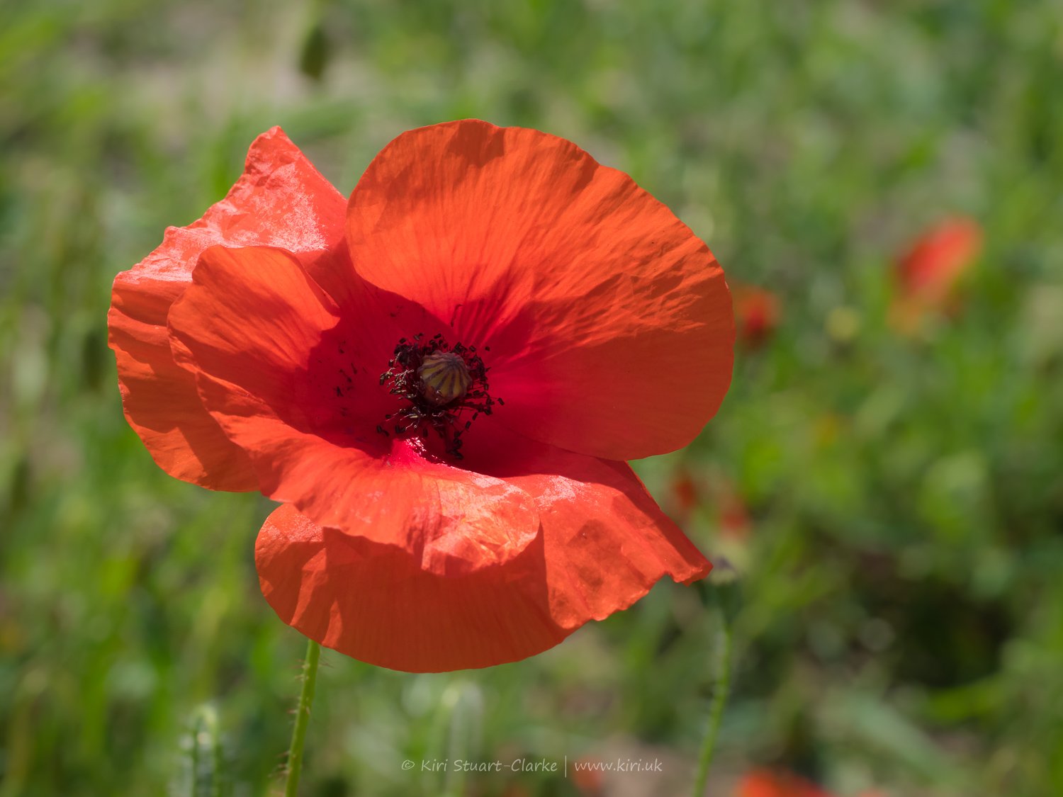 Red Common Poppy-6120111.jpg