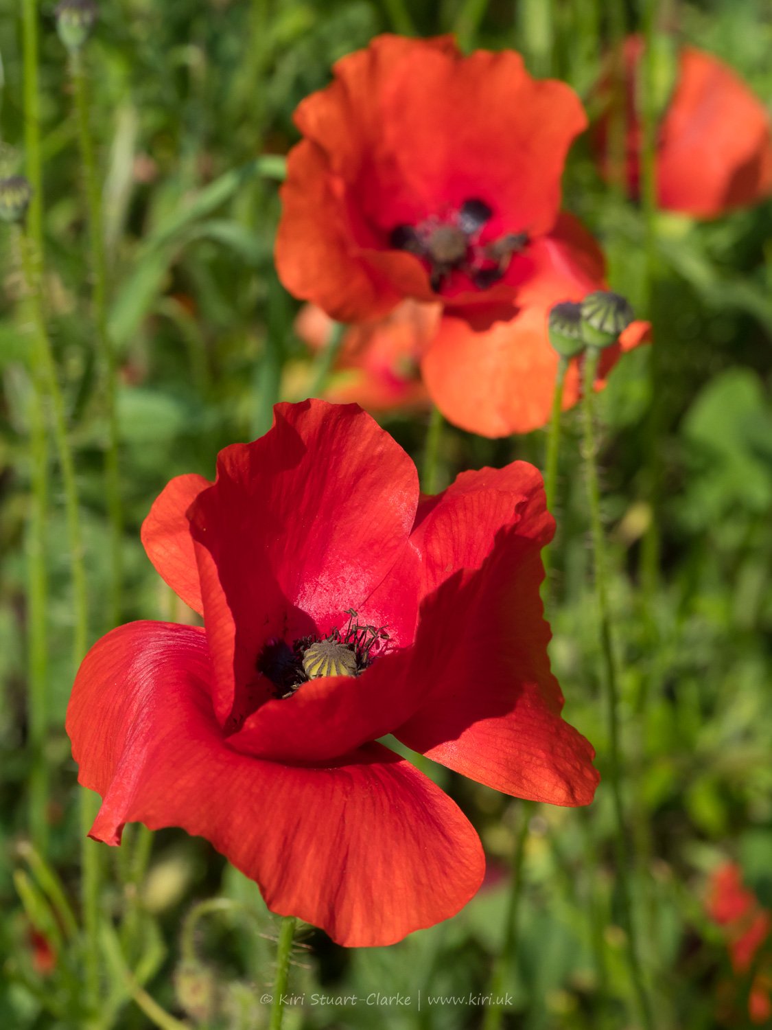 Red Common Poppy-6120104.jpg