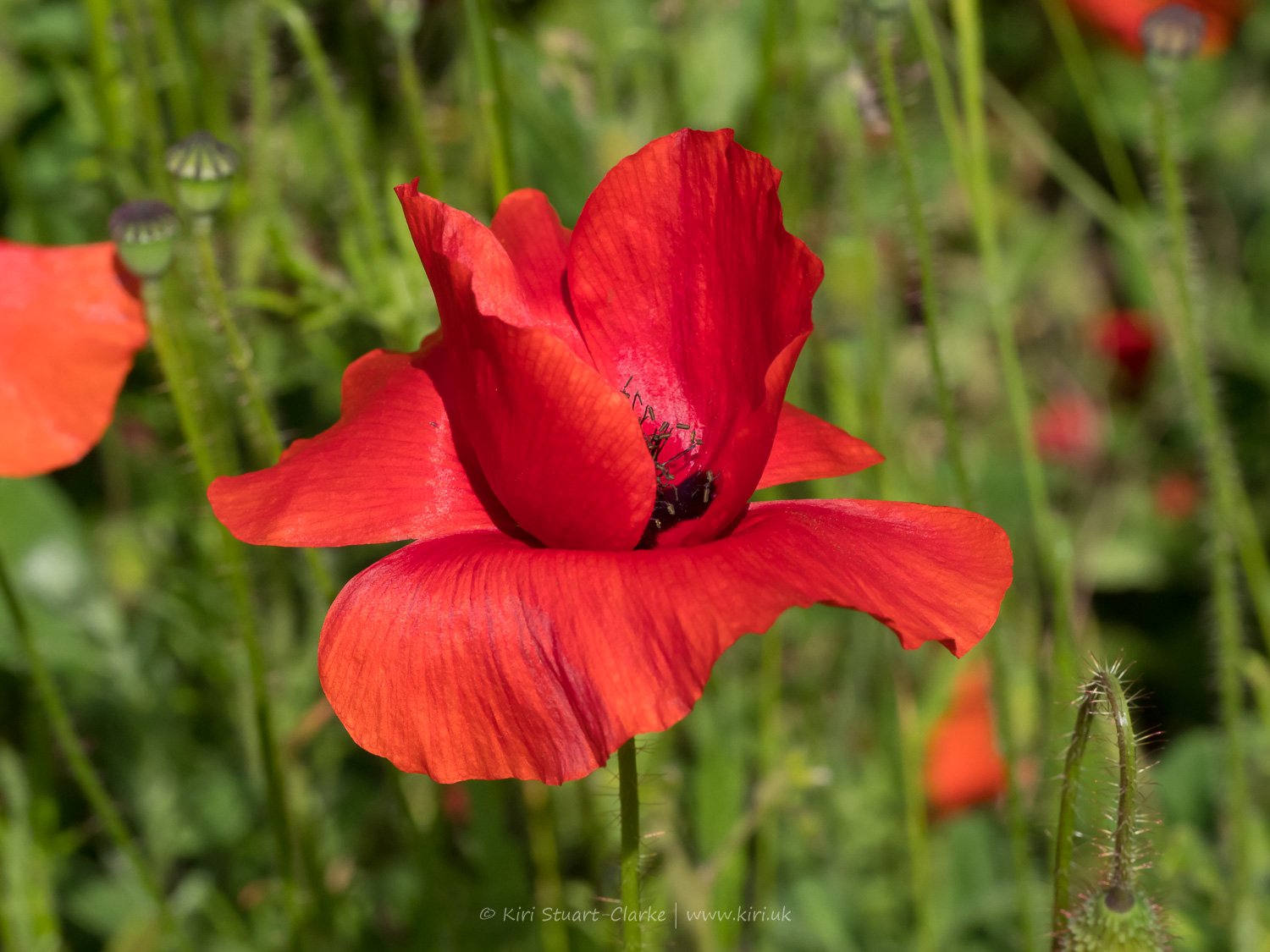 Red Common Poppy-6120089.jpg