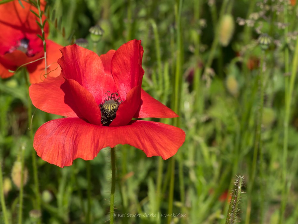 Red Common Poppy-6120084.jpg
