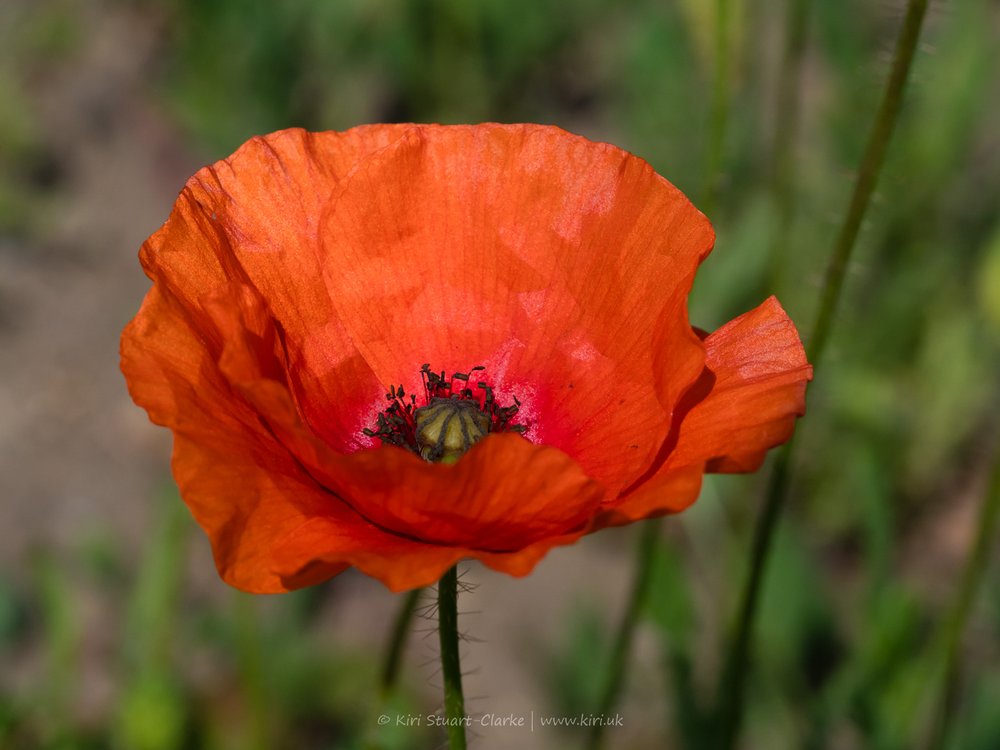 Red Common Poppy-6120083.jpg