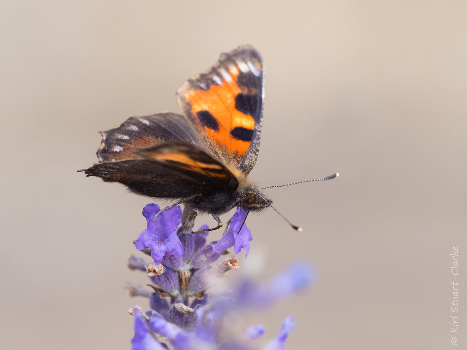  Small Tortoiseshell aberration 5 