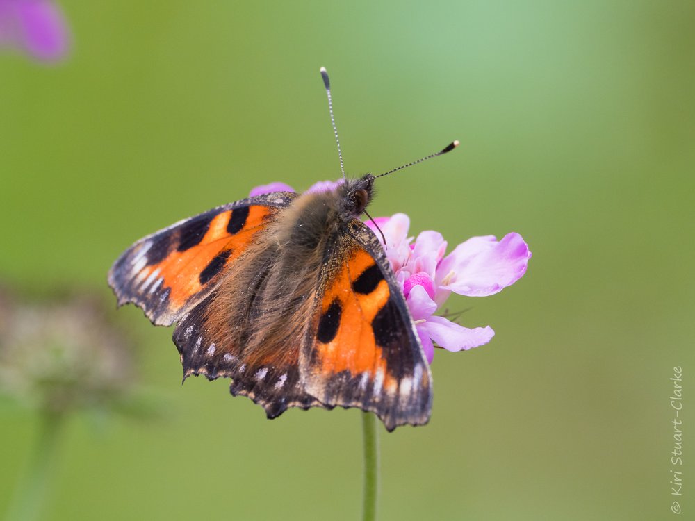  Small Tortoiseshell aberration 3 