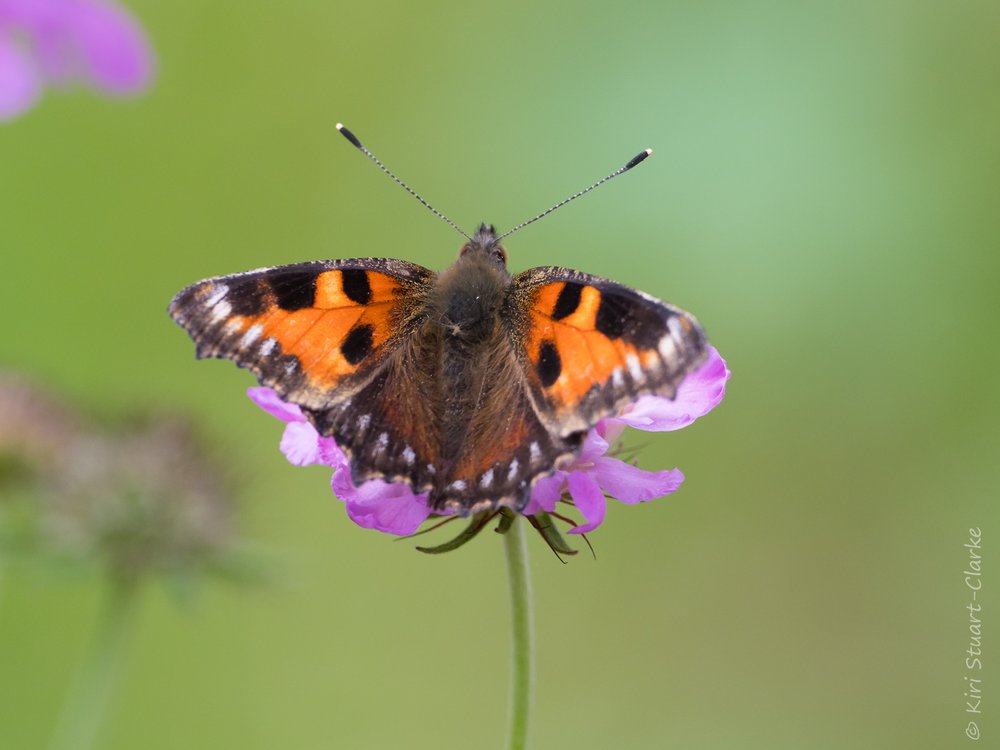  Small Tortoiseshell aberration 2 