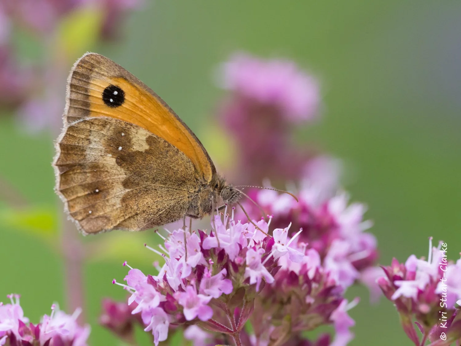 Which Brown Butterfly? - A Photographic Identification Guide to Norfolk's Brown Meadow Butterflies