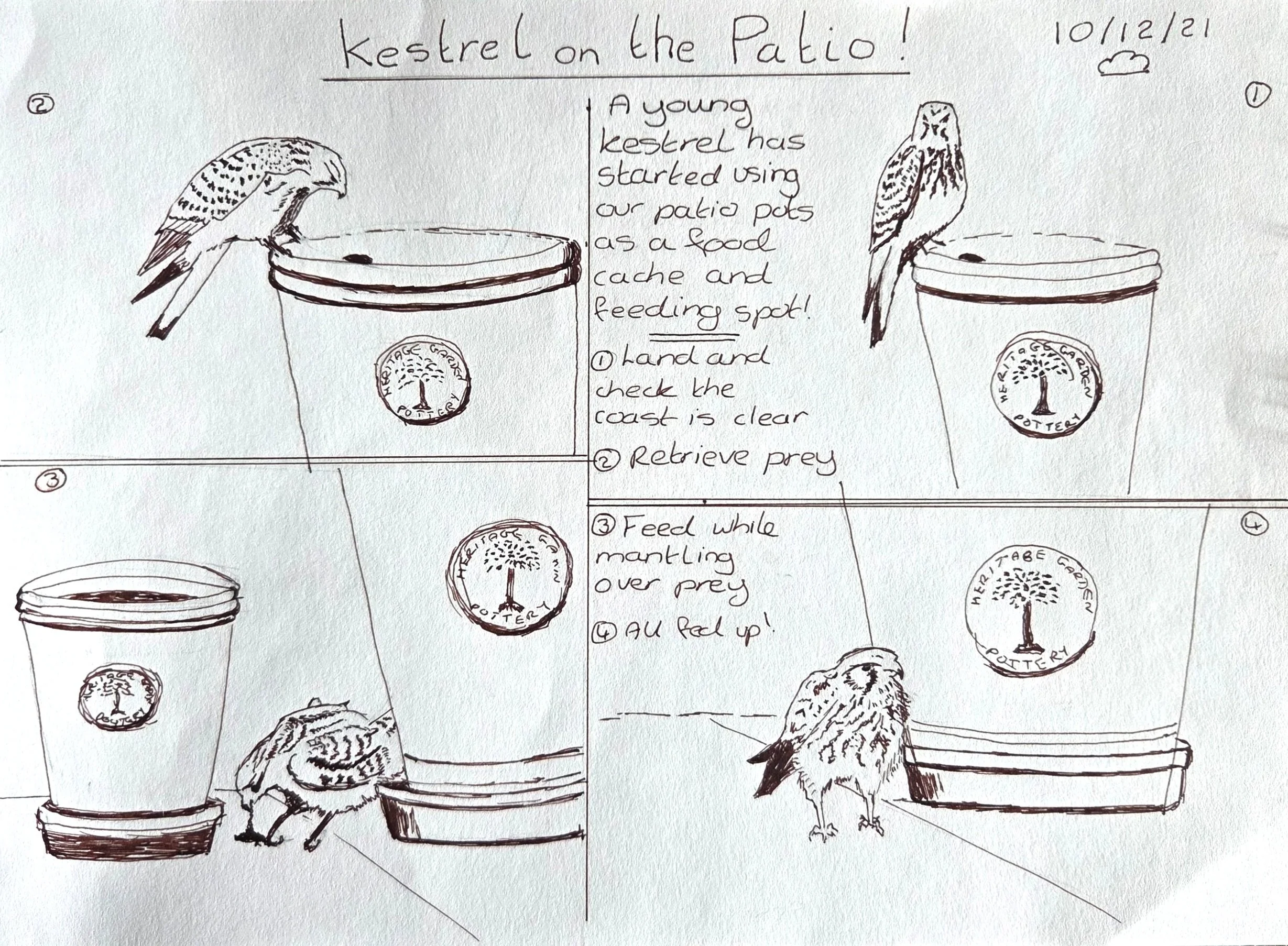 Kestrel on the Patio!
