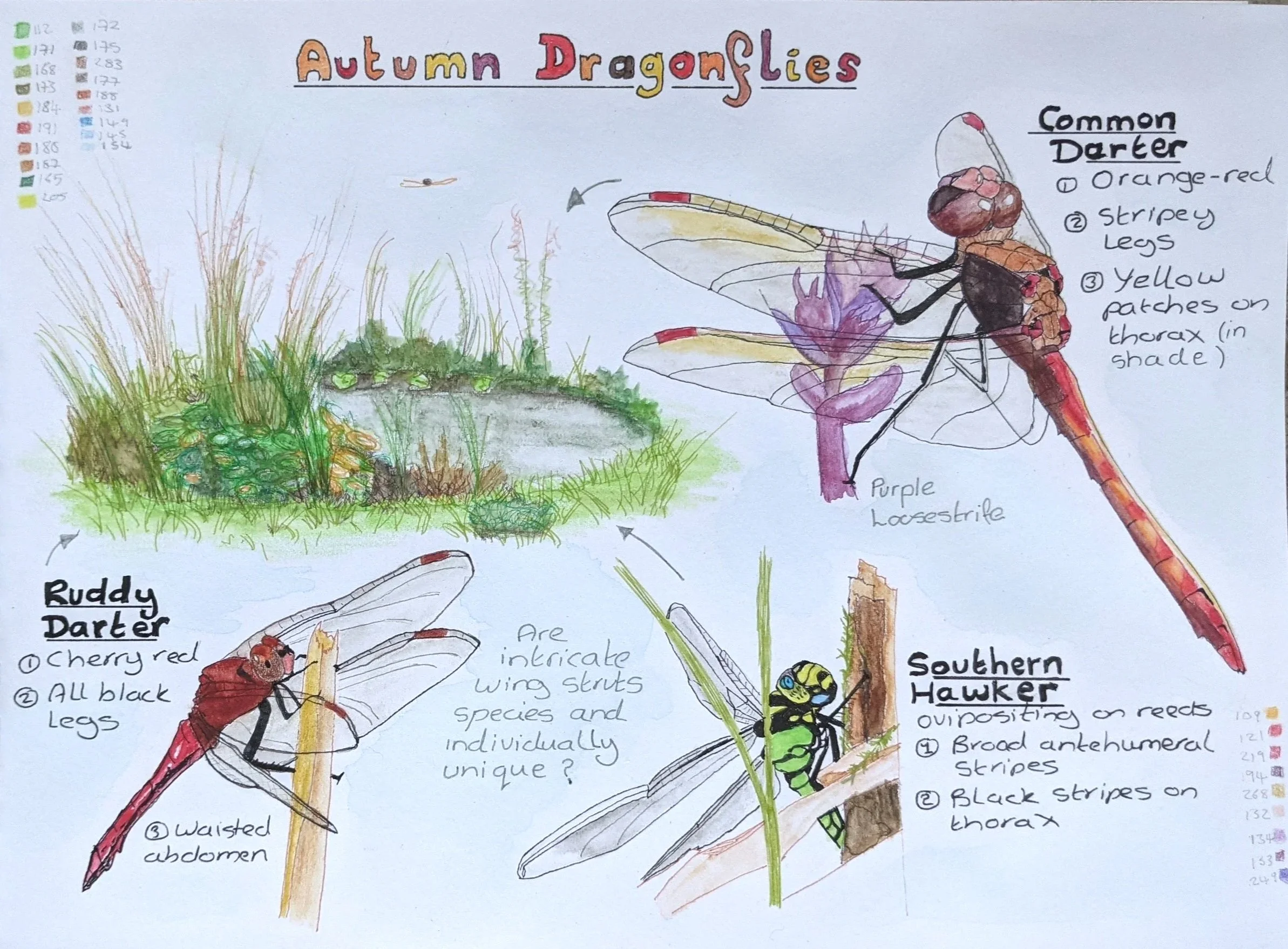 Discovering Nature Journalling