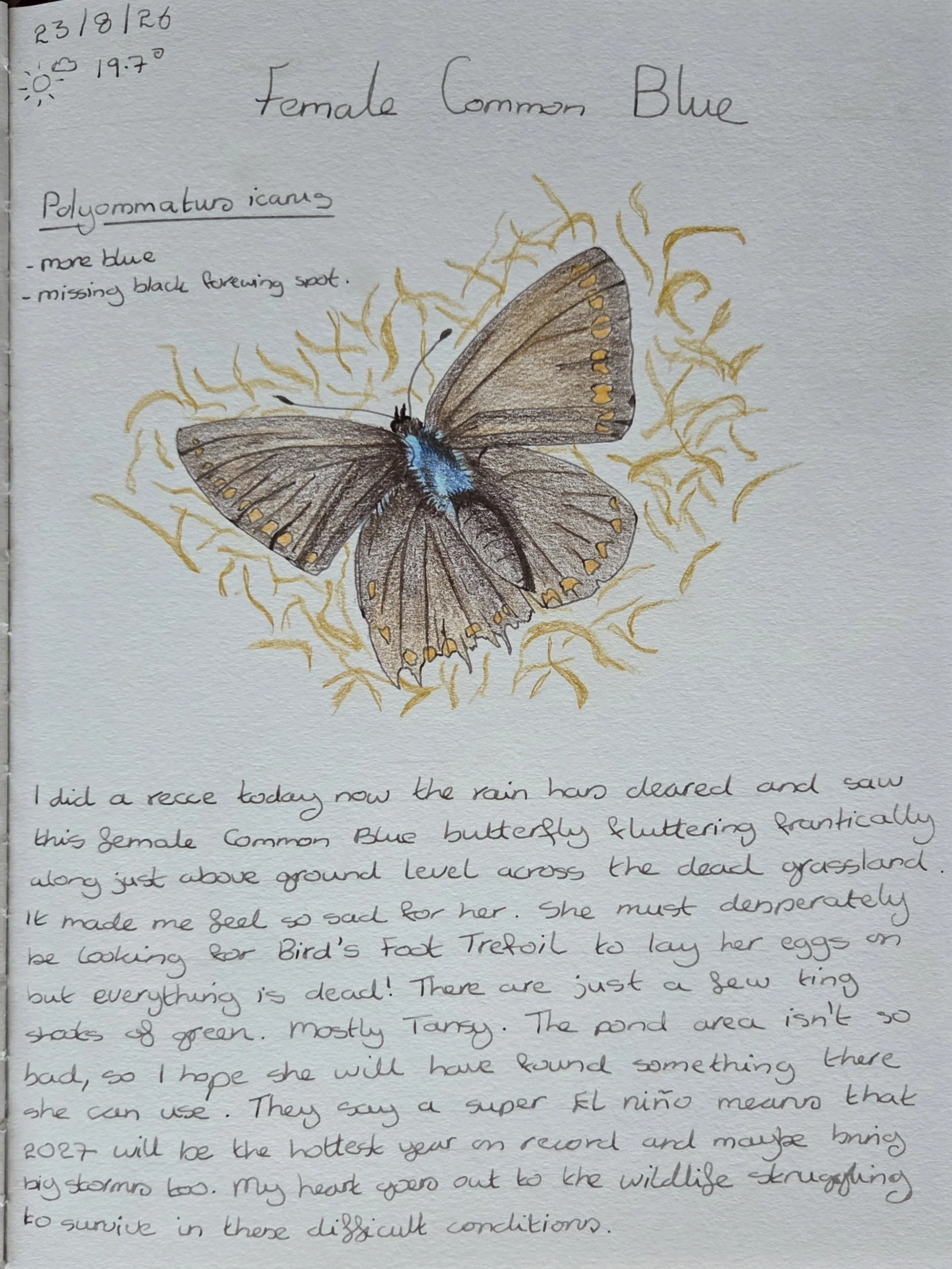 Female Common Blue Butterfly