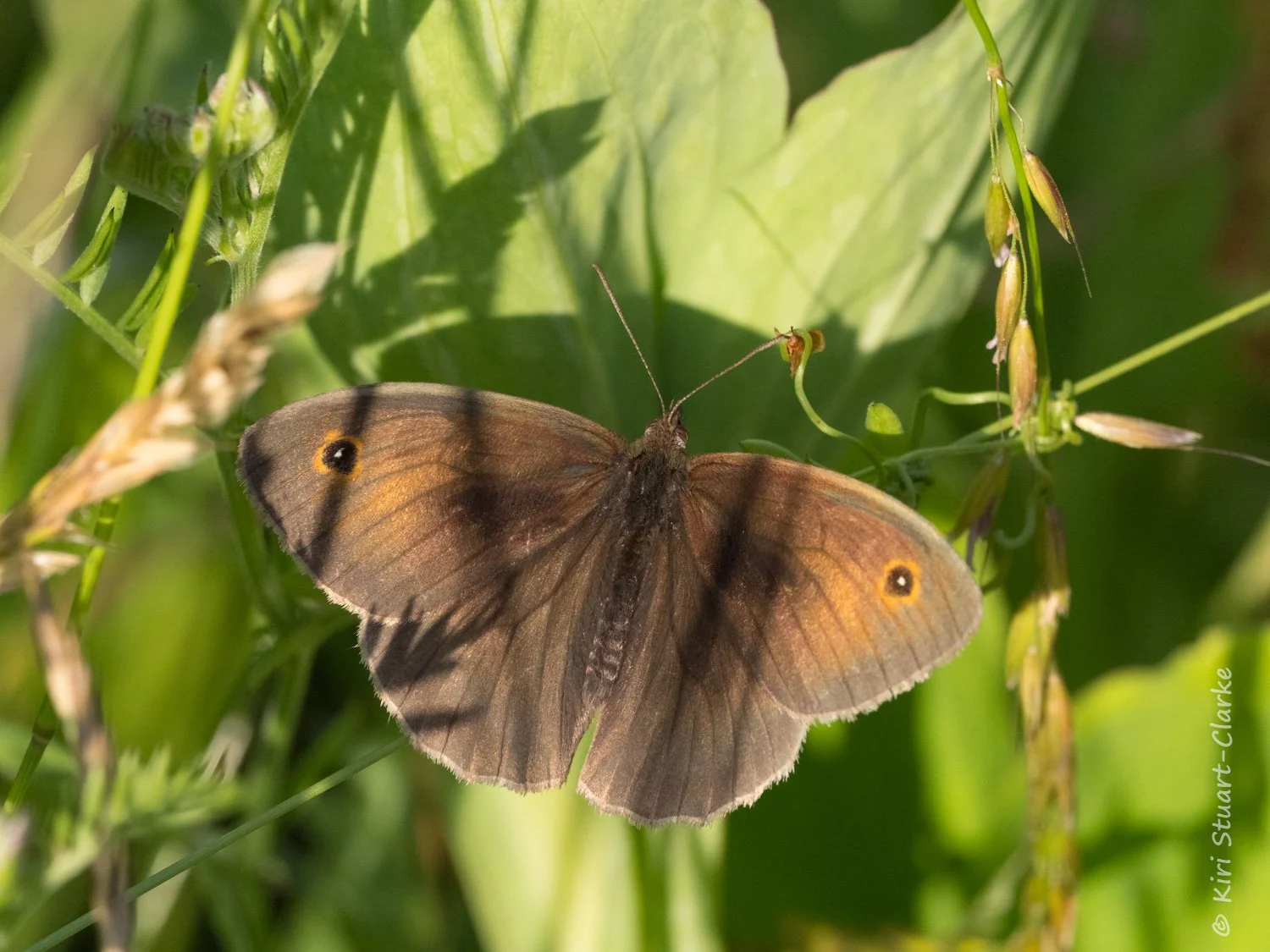 Meadow Brown Wings Open