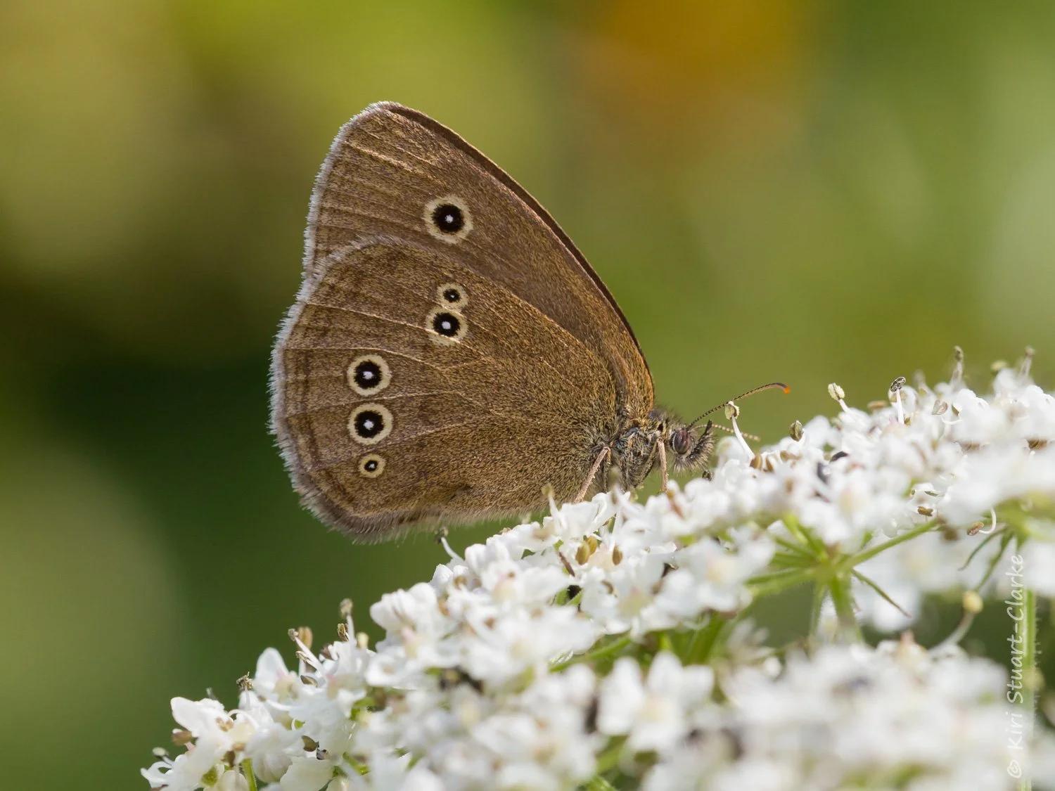 Ringlet feeding on hogweed