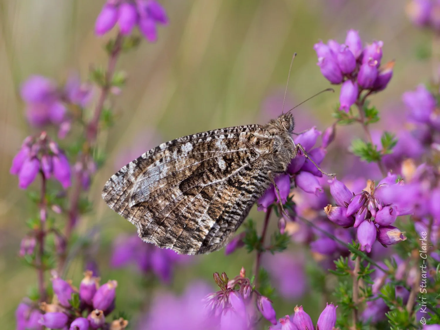 Grayling at rest on Heather
