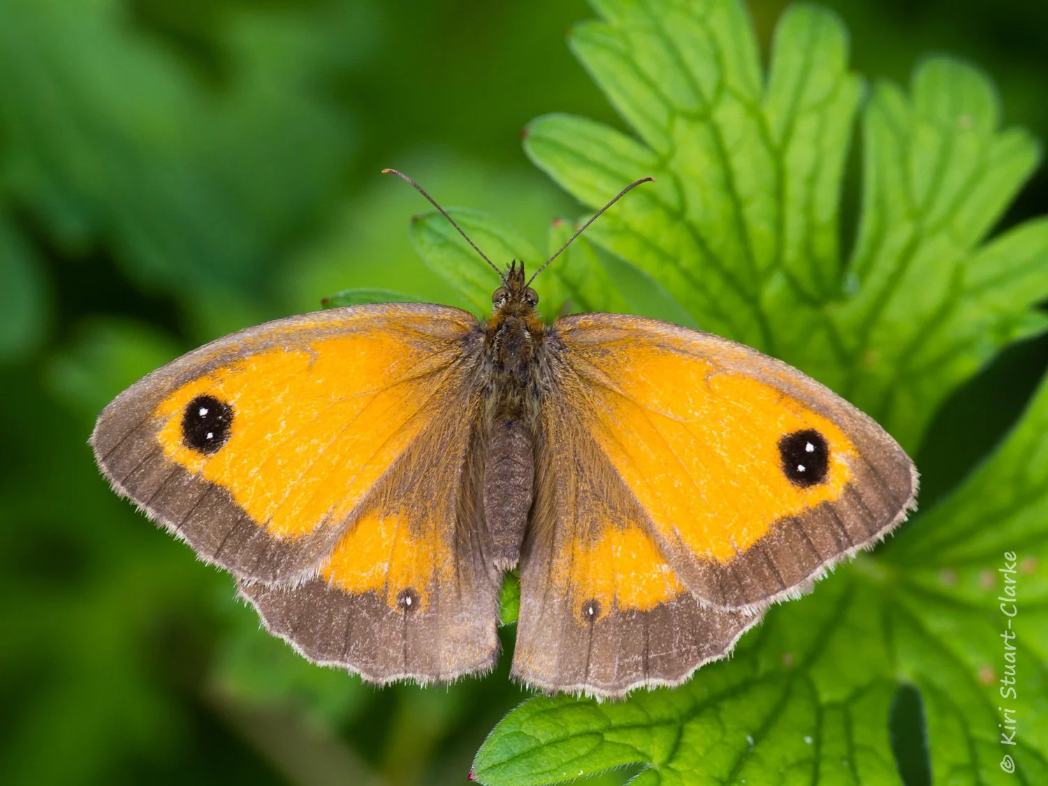 Gatekeeper basking on leaf