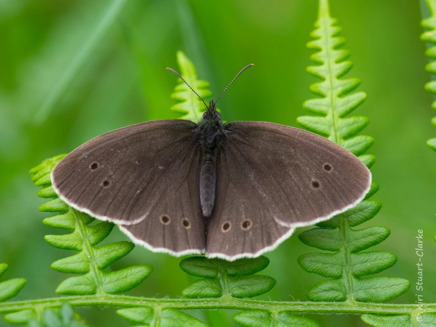 Ringlet basking on bracken