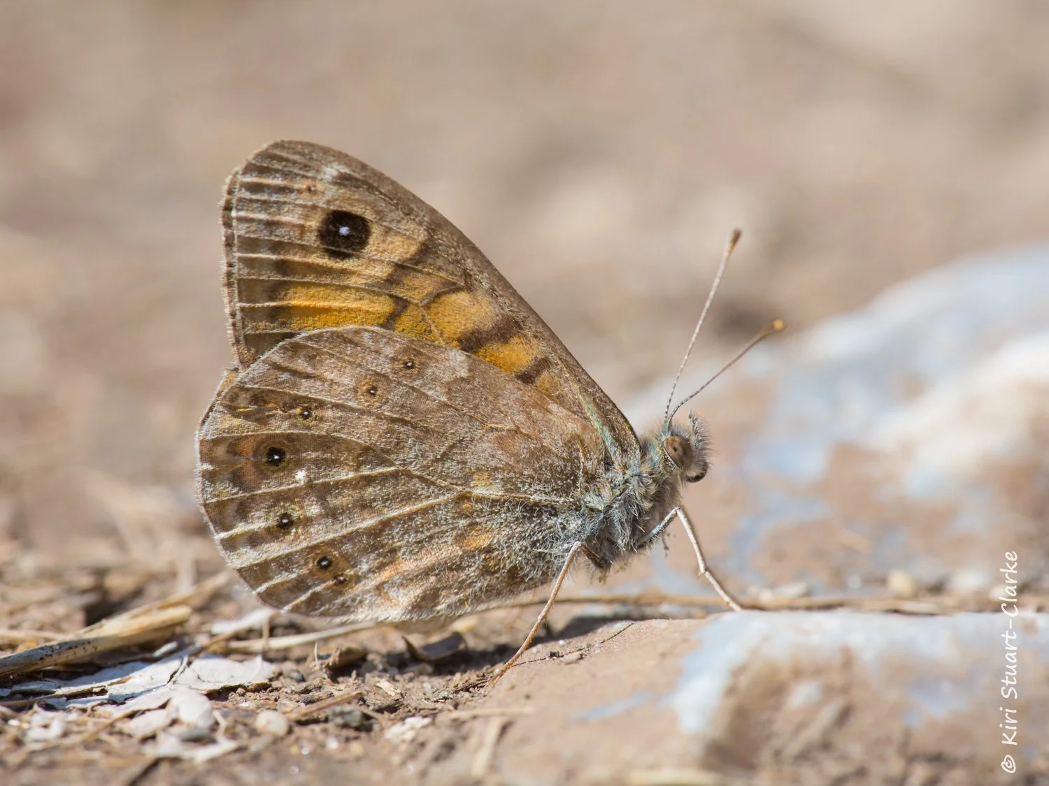 Wall Brown Butterfly Basking On Pebble