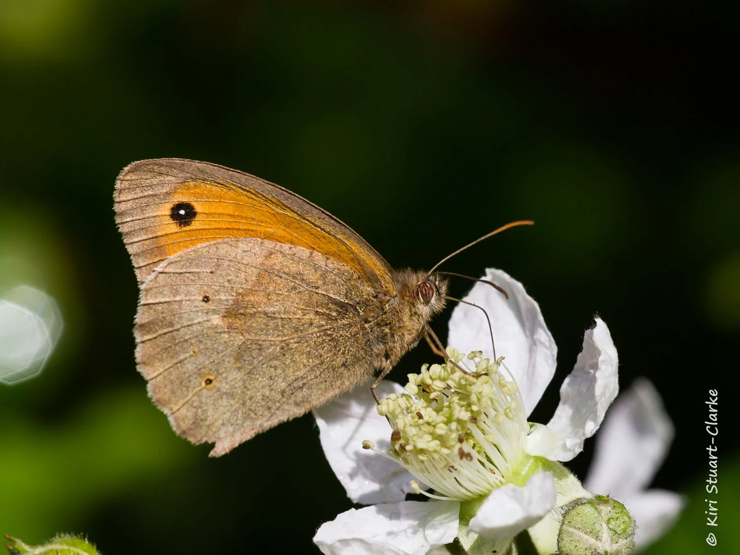 Meadow brown nectaring on bramble flower