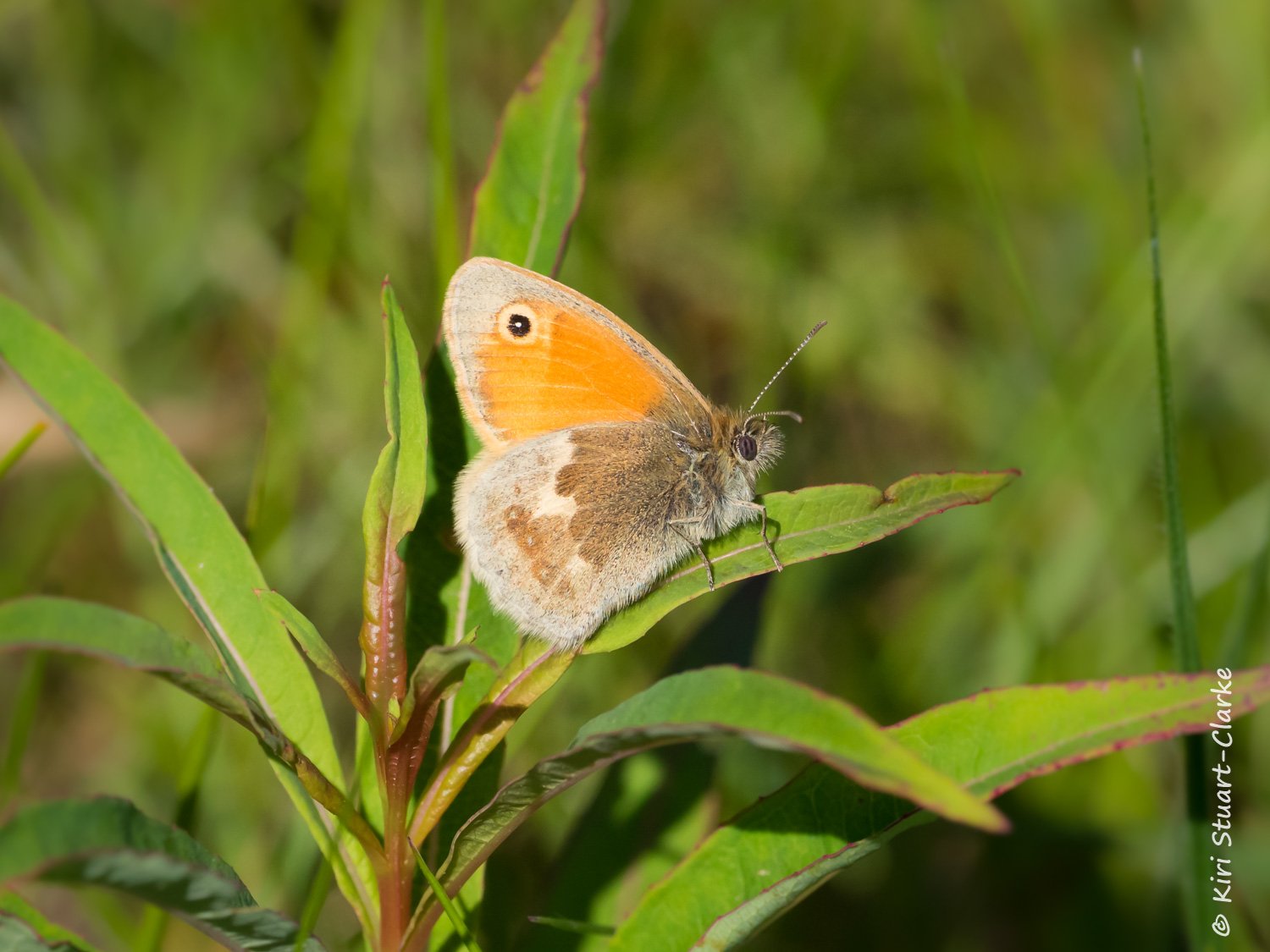 Small Heath perching on Willowherb leaf