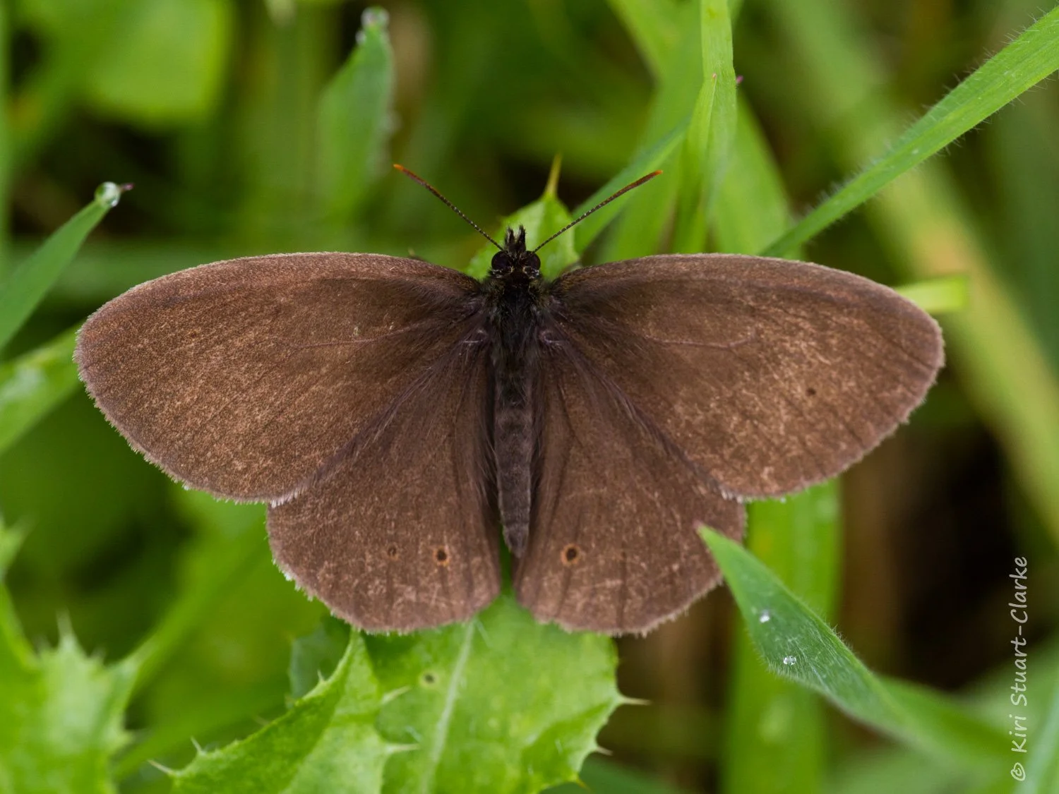 Ringlet - faded without most of its roundels