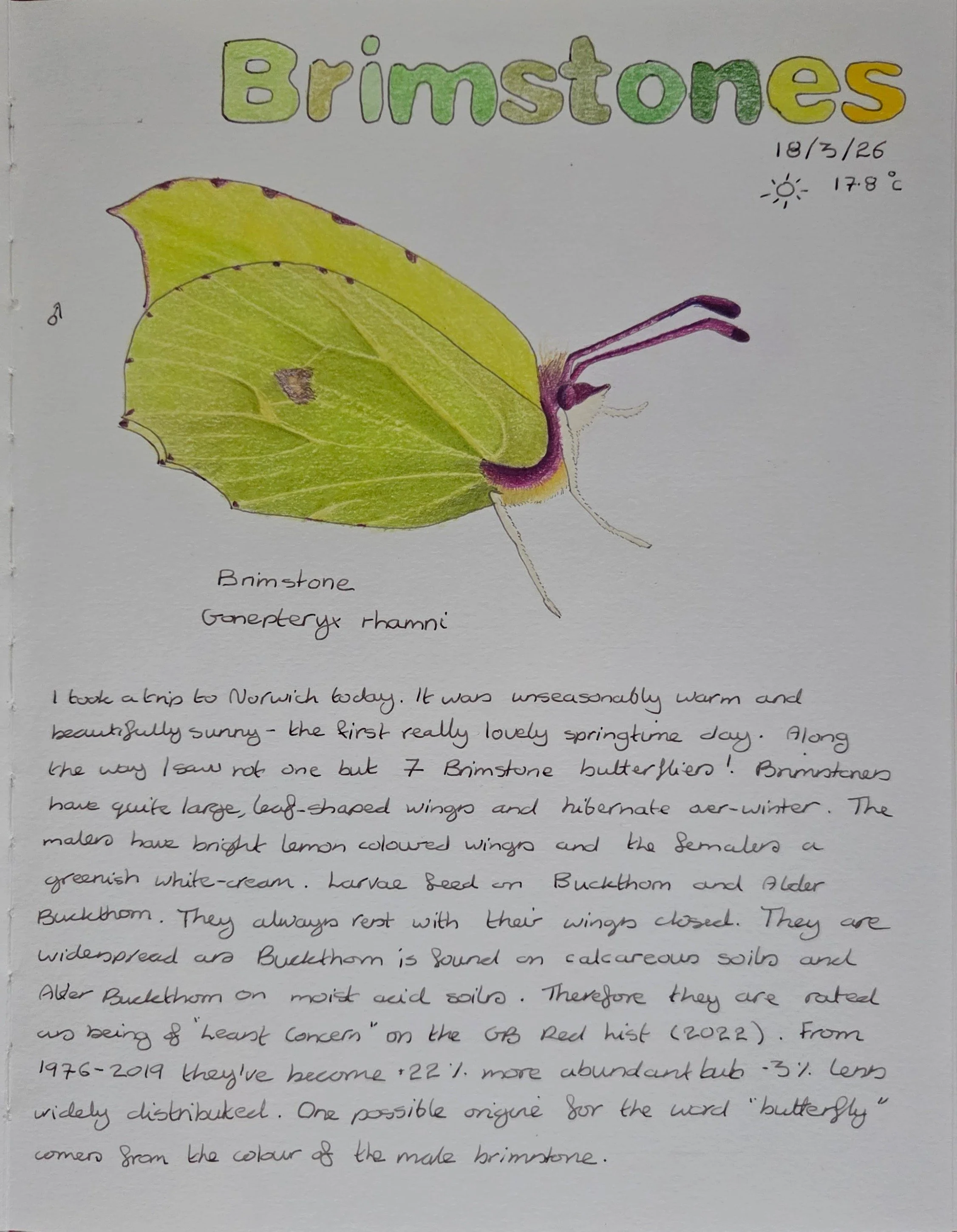 Brimstone Butterflies