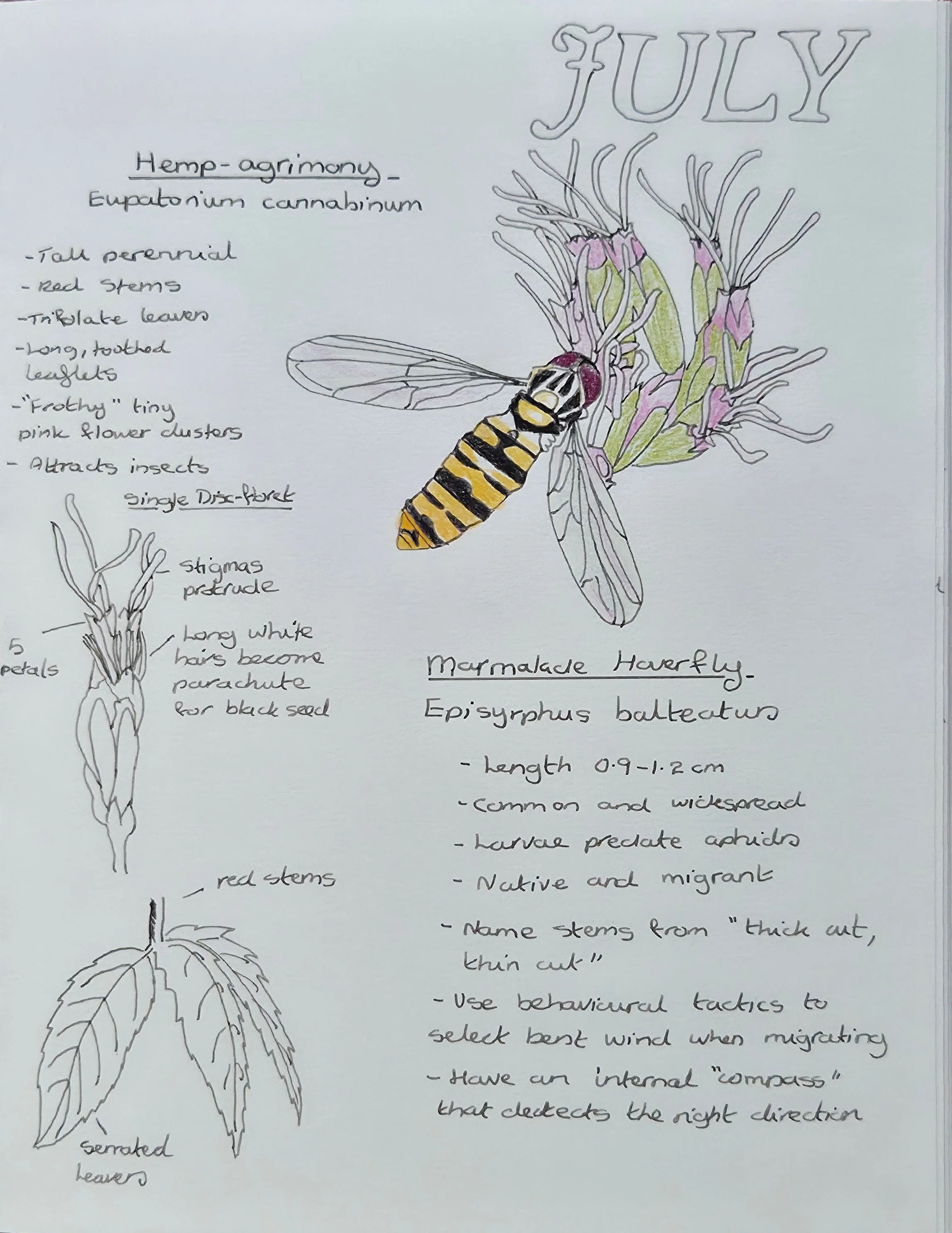 Marmalade Hoverfly