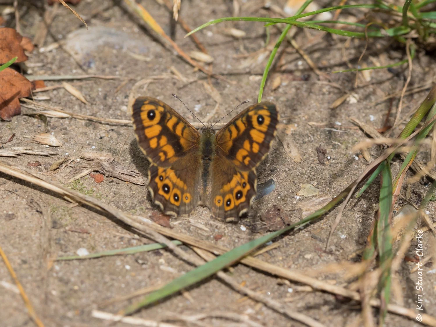 Wall Brown butterfly basking