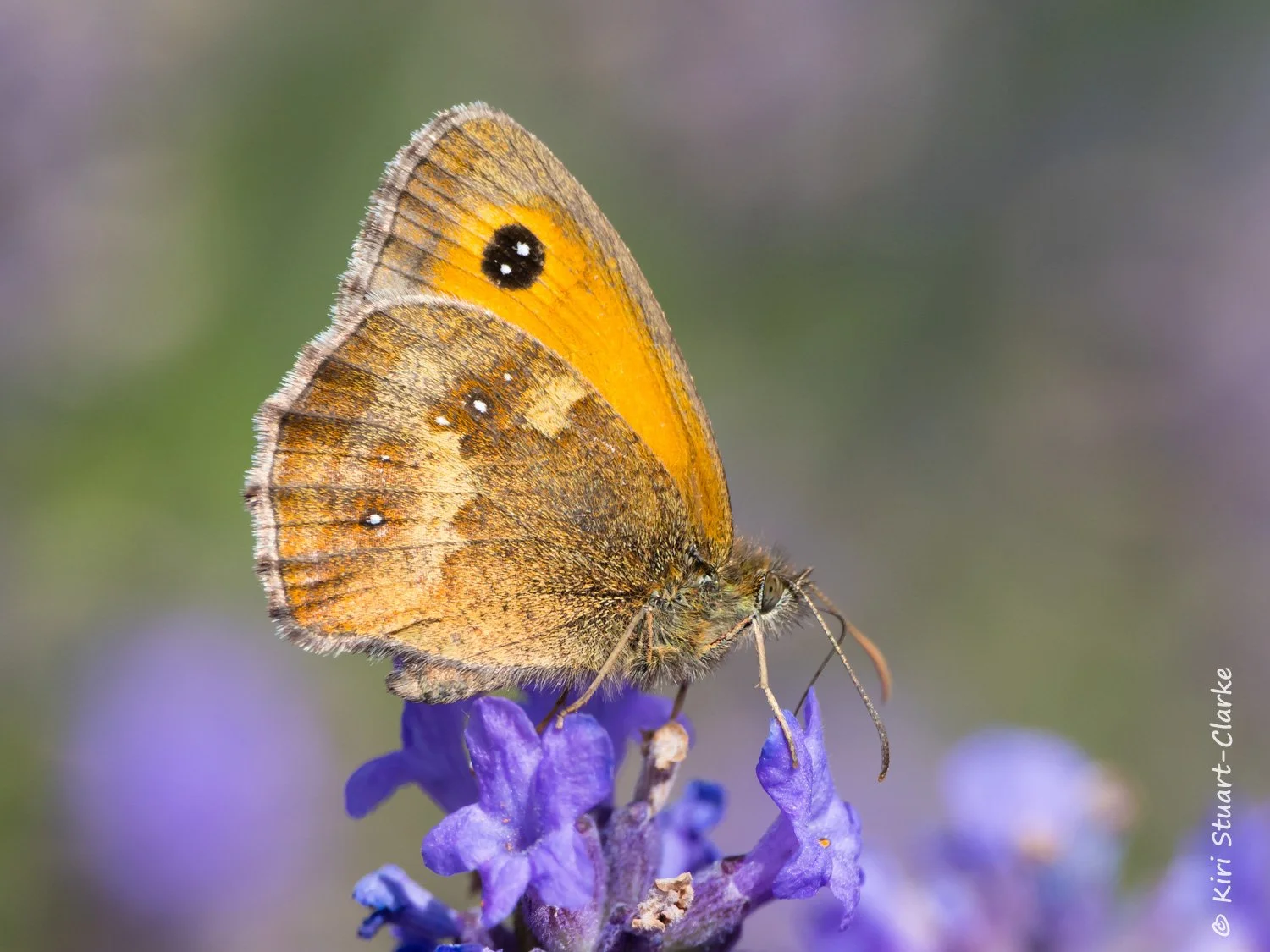 Gatekeeper nectaring perched on lavender crop