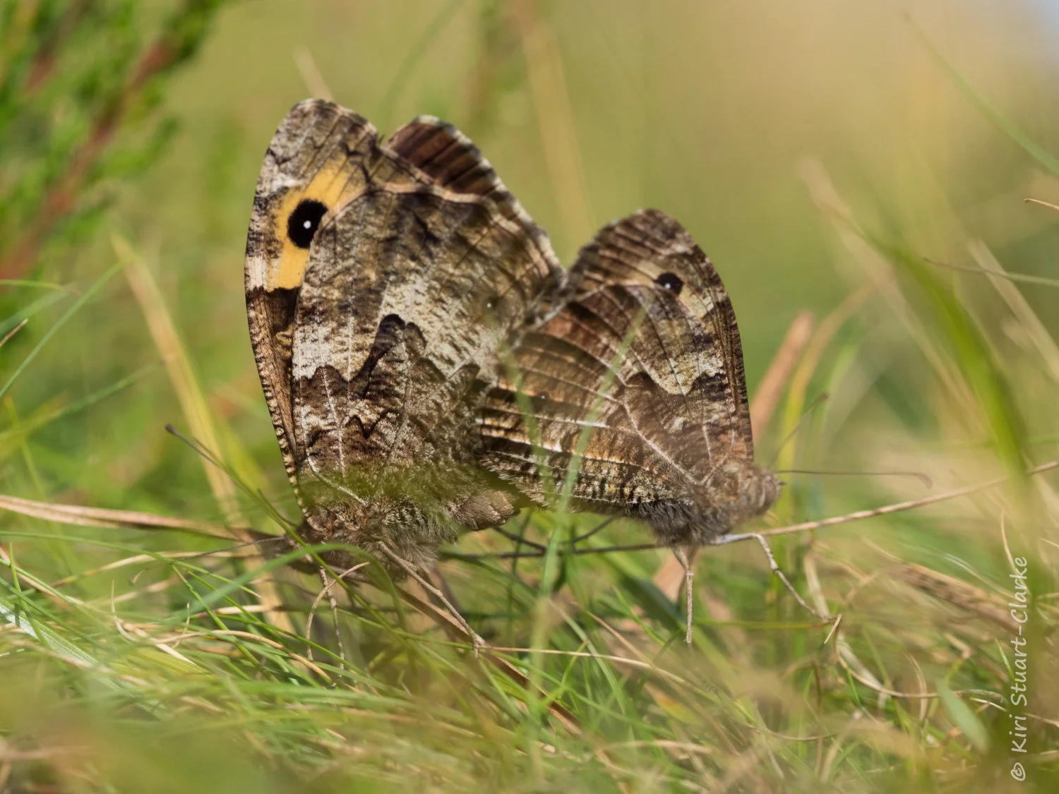 Grayling mating